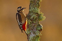 Great Spotted Woodpecker (Dendrocopus major) foraging on birch trunk, Cairngorms National Park, Scotland, UK, December. 2020VISION Book Plate. Did you know? Great Spotted Woodpeckers can knock on wood...