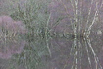 Woodland reflections in the floodwaters of the River Spey, Scotland, UK, December. 2020VISION Book Plate.
