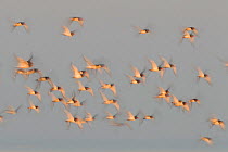 Flock of Oystercatchers (Haematopus ostralegus) in flight, The Wash Estuary, Norfolk, England, UK. September. 2020VISION Book Plate.