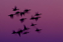 RF- Small group of Pink-footed geese (Anser brachyrhynchus) in flight at dawn, The Wash Estuary, Norfolk, England, UK, October 2011. (This image may be licensed either as rights managed or royalty fre...