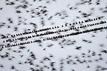 Common starlings (Sturnus vulgaris) gathering on telephone wires pre-roost, Solway Firth, Scotland, UK, November. 2020VISION Book Plate. Did you know? Historically all starlings were known as Stares,...
