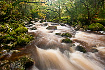 RF- River Plym flowing through Dewerstone Wood, Dartmoor National Park, Devon, England, UK, October. (This image may be licensed either as rights managed or royalty free.)