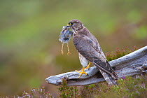 Merlin (Falco columbarius) female on perch with Meadow Pipit chick prey for its offspring. Sutherland, Scotland, UK, June. 2020VISION Book Plate.