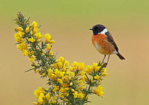 Male Stonechat (Saxicola torquatus) on flowering Gorse (Ulex europaeus), Denmark Farm, Lampeter, Ceredigion, Wales, UK, March. 2020VISION Book Plate. Did you know? The stonechat's call sounds like two...