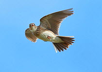 Male Skylark (Alauda arvensis) in flight, singing, Denmark Farm, Lampeter, Ceredigion, Wales, UK, March. 2020VISION Book Plate. Did you know? The word skylark used to be used  by sailors for playing t...