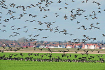Flock of Dark-bellied brent geese (Branta bernicla) in flight over arable field on wetlands and landing, Wallasea Island RSPB reserve, with Burnham-on-Crouch in the background, Essex, UK, February 201...