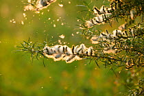Willow (Salix fragilis) seed dispersal, Rutland Water, Rutland, England, UK, April. 2020VISION Book Plate.