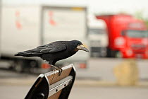 Rook (Corvus frugilegus) perched in motorway service area, Midlands, England, UK, April. 2020VISION Book Plate.