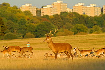 Red deer (Cervus elaphus) in Richmond Park with Roehampton Flats in background, London, England, UK, September. 2020VISION Book Plate