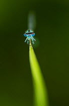 Azure Damselfly (Coenagrion puella) male grasping stem with eyes and head in sharp focus. Sheffield, UK, May.  'Animal Portraits' category, British Wildlife Photography Awards (BWPA) competition 2012.