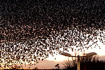Starlings (Sturnus vulgaris) flocking above urban streetlights at dusk. Dumfries and Galloway, Scotland, UK, March. 'Urban Wildlife' category, British Wildlife Photography Awards (BWPA) competition 20...