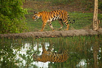 Bengal tiger (Panthera tigris tigris) female walking along path, reflected in water, Bandhavgarh National Park, Madhya Pradesh, India
