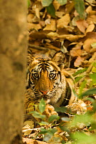 Bengal tiger (Panthera tigris tigris) cub, 12 months old, resting on forest floor, Bandhavgarh National Park, Madhya Pradesh, India