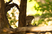Brown fish owl (Ketupa zeylonensis) male eating snake in tree, Bandhavgarh National Park, Madhya Pradesh, India