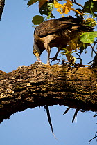 Crested serpent eagle (Spilornis cheela) eating a snake in tree, Bandhavgarh National Park, Madhya Pradesh, India