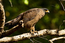 Crested serpent eagle (Spilornis cheela) perched in tree, Bandhavgarh National Park, Madhya Pradesh, India, March