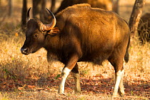 Wild Gaur / Indian bison (Bos gaurus) young male portrait, Satpura National Park, Madhya Pradesh, India
