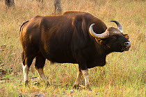 Wild Gaur / Indian bison (Bos gaurus) bull male calling for females, Satpura National Park, Madhya Pradesh, India