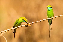 Little Green Bee-eaters (Merops orientalis) one with insect prey, Kanha National Park, Madhya Pradesh, India, April