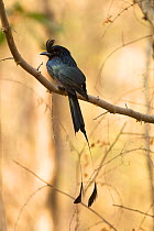 Lesser racket-tailed drongo (Dicrurus remifer) perched on tree branch, Satpura National Park, Madhya Pradesh, India
