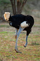 Somali ostrich (Struthio camelus) peering beneath itself, Samburu Game Reserve, Kenya, East Africa