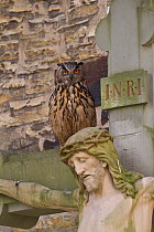 Eagle owl (Bubo bubo), on crucifix in graveyard of Cathedral Osnabrueck, Northrhine Westfalia, Germany, May