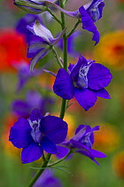 Larkspur (Delphinium ajacis) close up of purple flowers, Germany, June