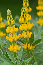Yellow flowered European lupin (Lupinus luteus) in flower, Germany, June