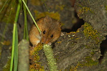 Harvest mouse (Micromys minutus) feeding, captive