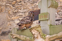 Eagle Owl (Bubo bubo) on crucifix in graveyard of Cathedral Osnabruck, Northrhine Westfalia, Germany, May
