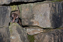 Garden dormouse (Eliomys quercinus), on stone wall in vineyard at the river Moselle, Luxembourg, June