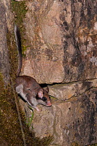 Garden dormouse (Eliomys quercinus), on stone wall in vineyard at the river Moselle, Luxembourg