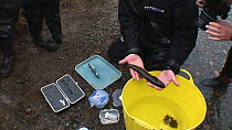 Environment Agency Officer holding a female Arctic charr (Salvelinus alpinus), before being marked with dye and being passed out of shot, whilst being photogrphed by photographer Linda Pitkin on assig...
