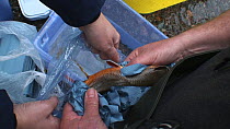 Hen Arctic charr (Salvelinus alpinus) being stripped of eggs by an Environment Agency Officer, part of a breeding programme, River Lisa, Ennerdale, Lake District National Park, Cumbria, England, UK, O...