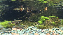 A group of four cock Arctic charr (Salvelinus alpinus) swimming upstream in a strong current, River Lisa, Ennerdale, Lake District National Park, Cumbria, England, UK, October.