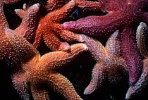 Northern Sea Stars (Asterias vulgaris) feeds on bed of mussels. Cathedral Rocks, Gloucester, Massachusetts, New England USA - North Atlantic Ocean.