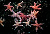 Northern Sea Stars (Asterias vulgaris) feeding on a bed of mussels, New England, USA - North Atlantic Ocean.