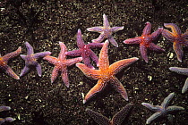Northern Sea Stars (Asterias vulgaris) feeding on a bed of mussels, New England, USA - North Atlantic Ocean.