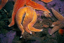 Forbes' Sea Star (Asterias forbesi) attempts to open mussel, Bay of Fundy, Canada, North Atlantic Ocean.