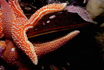 Northern Sea Stars (Asterias vulgaris) feeding on Black Clam (Arctica islandica), Gloucester, New England (USA) - North Atlantic Ocean.