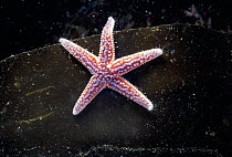 Juvenile Starfish (Asterias rubens) on a blade of Red Kelp (Laminaria hyperborea), Ouessant, Brittany, France - Atlantic Ocean.