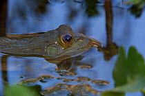 Chiricahua Leopard Frog (Rana chiricahuensis) also known as Ramsey Canyon Leopard Frog (Rana subaquavocalis) profile in water, IUCN vulnerable, Arizona, USA