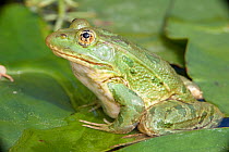 Chiricahua Leopard Frog (Rana chiricahuensis) also known as Ramsey Canyon Leopard Frog (Rana subaquavocalis) sitting profile on leaf, IUCN vulnerable, Arizona, USA