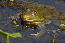 Chiricahua Leopard Frog (Rana chiricahuensis) also known as Ramsey Canyon Leopard Frog (Rana subaquavocalis) in water, IUCN vulnerable, Arizona, USA