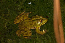 Chiricahua Leopard Frog (Rana chiricahuensis) also known as Ramsey Canyon Leopard Frog (Rana subaquavocalis) in water at dusk, IUCN vulnerable, Arizona, USA