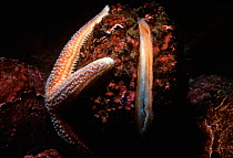 Northern Sea Star (Asterias vulgaris) opening a mussel. Gloucester, MA, New England USA- North Atlantic Ocean.