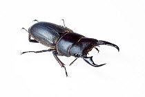 Stag beetle (family: Lucanidae). Mount Kinabalu, Borneo, Malaysia meetyourneighbours.net project