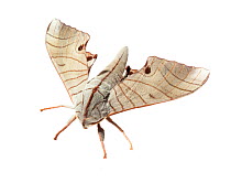 Hawk moth (Marumba juvencus). Mount Kinabalu, Borneo, Malaysia. meetyourneighbours.net project