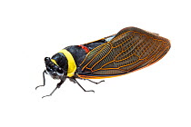 Giant cicada (Tacua speciosa) adult. Mount Kinabalu, Borneo, Malaysia. meetyourneighbours.net project