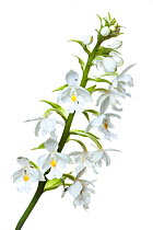 Orchid (Calanthe woodii), Mount Kinabalu, Borneo, Malaysia meetyourneighbours.net project
